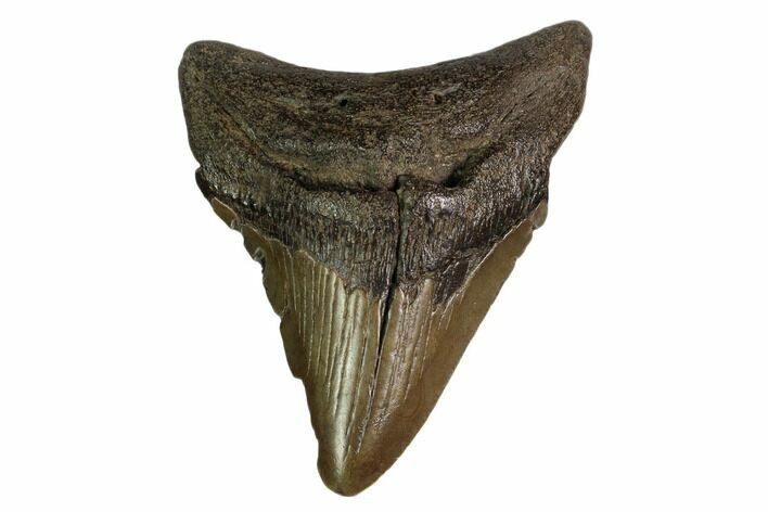 Fossil Megalodon Tooth - Georgia #159738